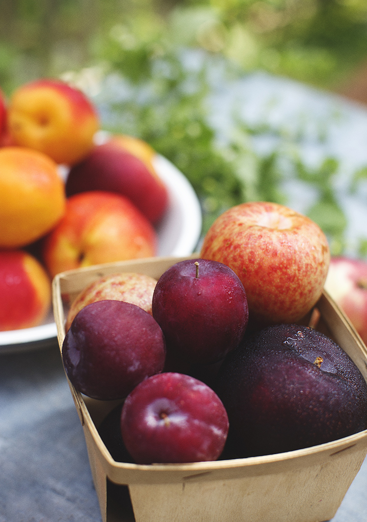 25_Nectarines_Plums_Pluots_Peaches_3678_V_25